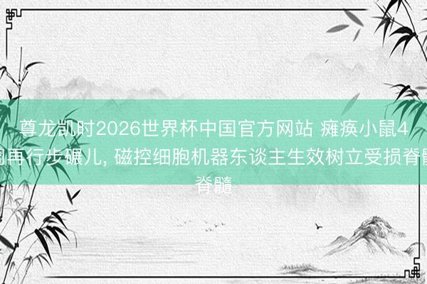 尊龙凯时2026世界杯中国官方网站 瘫痪小鼠4周再行步碾儿， 磁控细胞机器东谈主生效树立受损脊髓